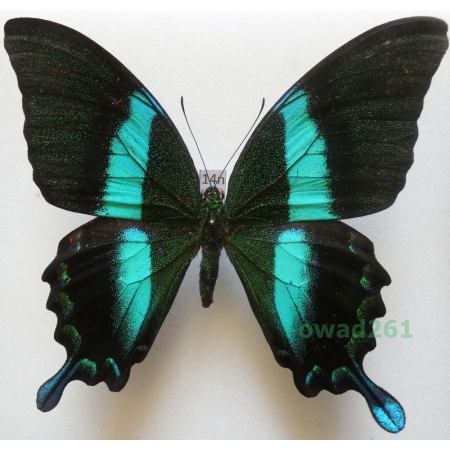 Papilio blumei Boisduval, 1836 Indonesia, Sulawesi 98mm14n